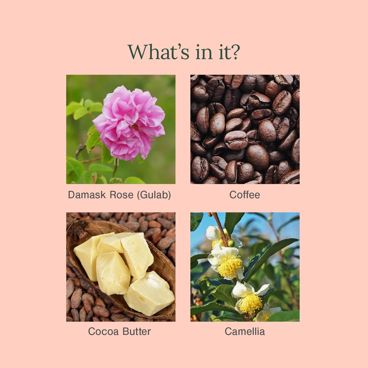Organic Under Eye Repair Cream Fortified with Damask Rose + Coffee (5 gm) - Image 3